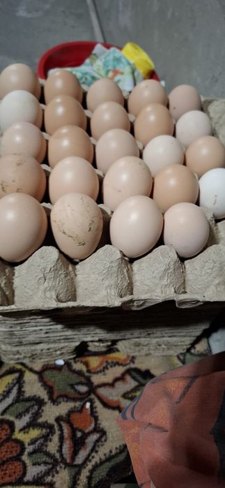 Куры брамма Инкубационое яйцо