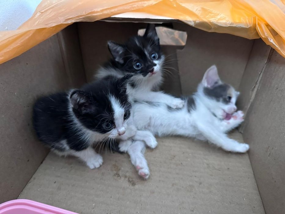 Мысықтар бар,тегін!