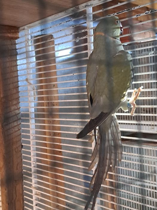 Micul Alexandru maturi