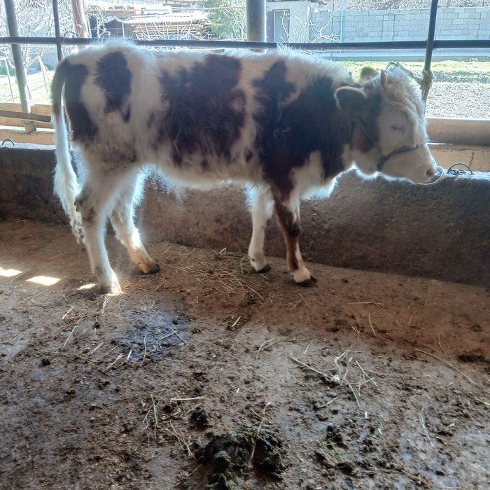 Сементол сатылады