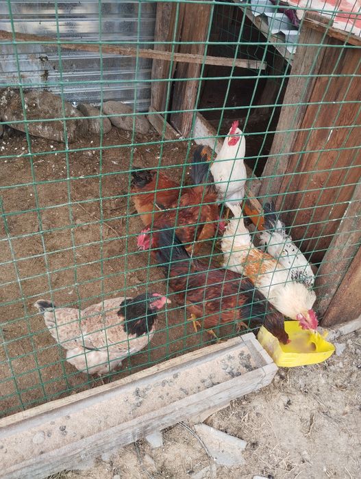 Қораздар сатылады