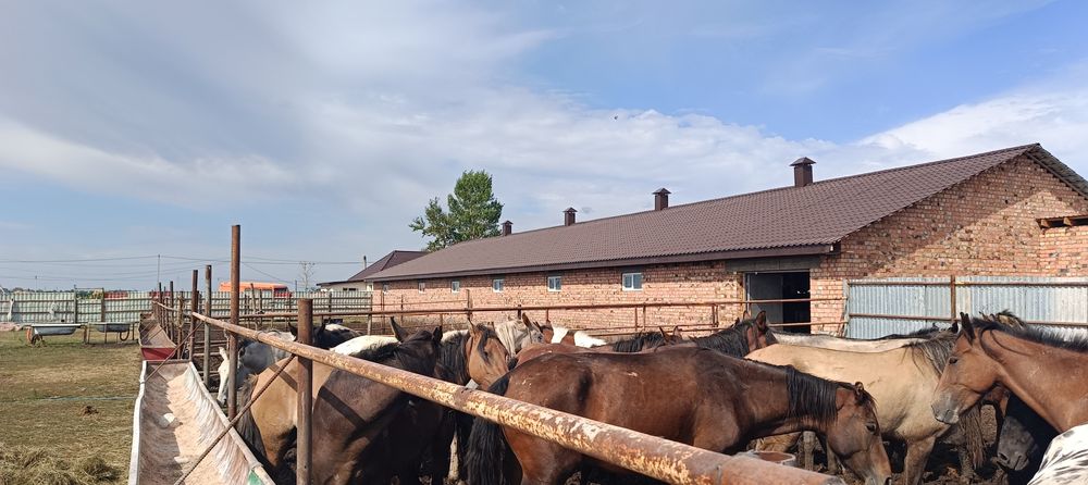 Жылқы семіз байтал