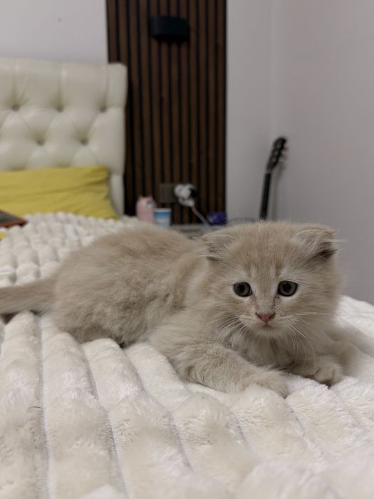 Продается вислоухий котенок