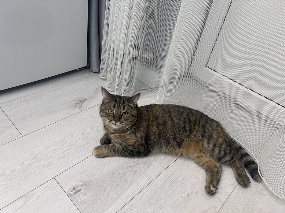 Кошка Молли ищет дом