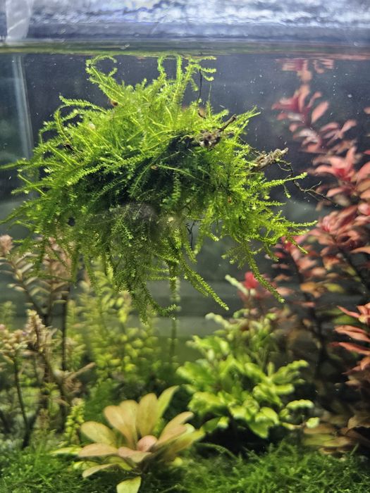 Продам мох феникс