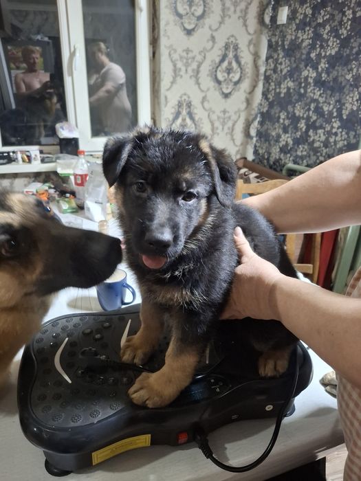 Продажа  овчарки