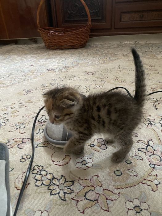 Котенок бесплатно