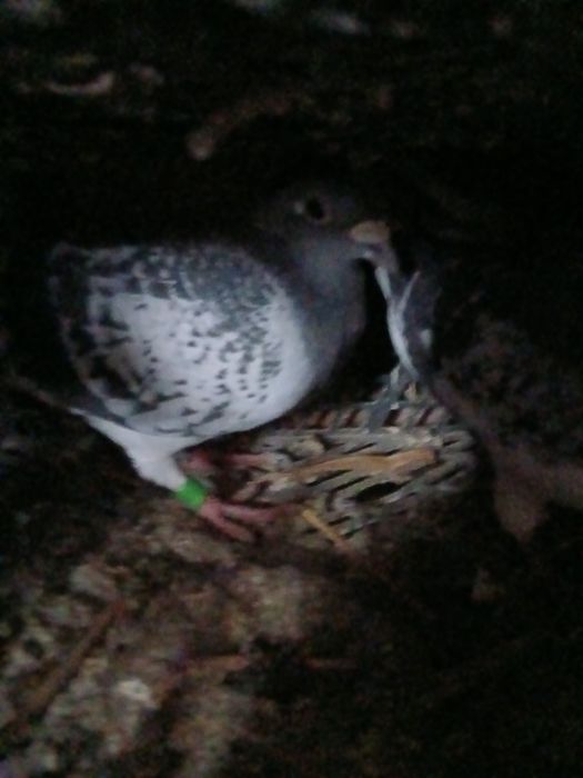 Vând porumbei renunț la rasele astea