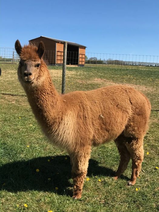 Vând Alpaca mature