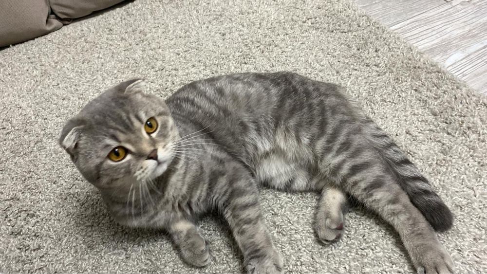 Вислоухий Британский на вязку