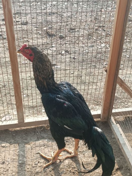 Тулек хороз сотилади