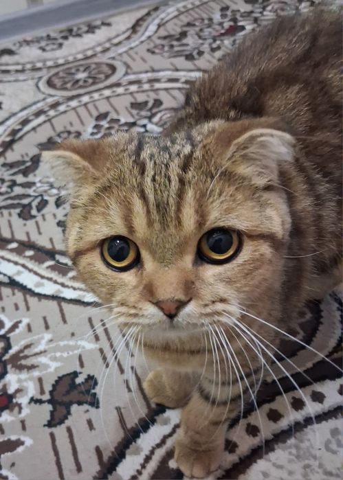 Zotdor mushuk sotiladi