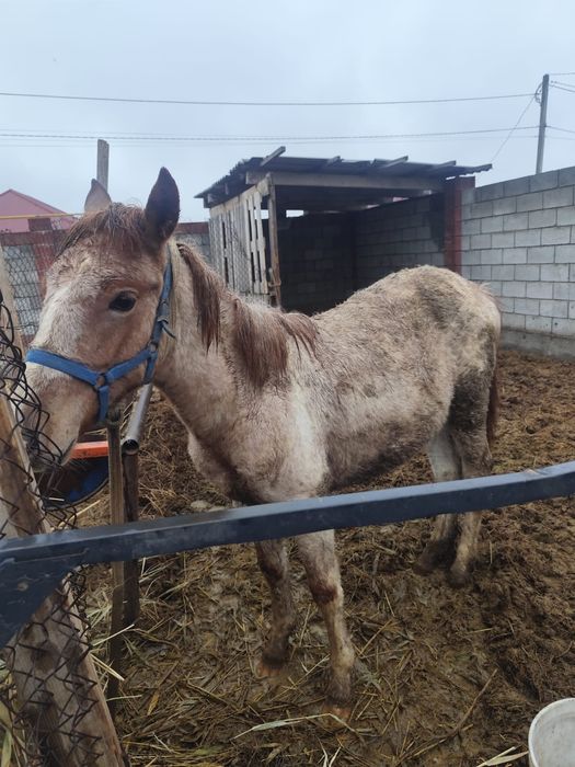 Тай сатылады, 1 жаста