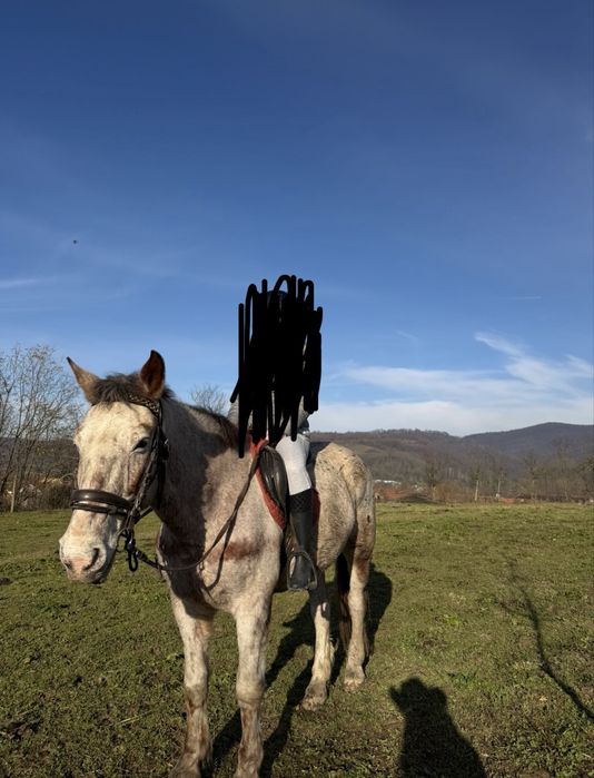 Cal de drumetie pentru oricine! Appaloosa iapa de calarie