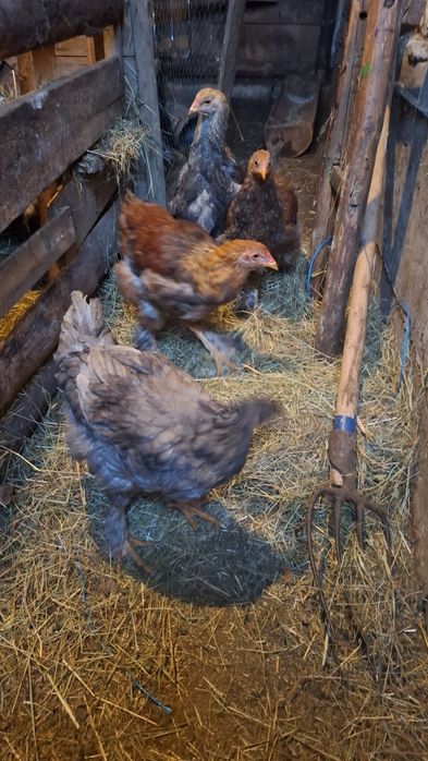 Vând cocoși brahma