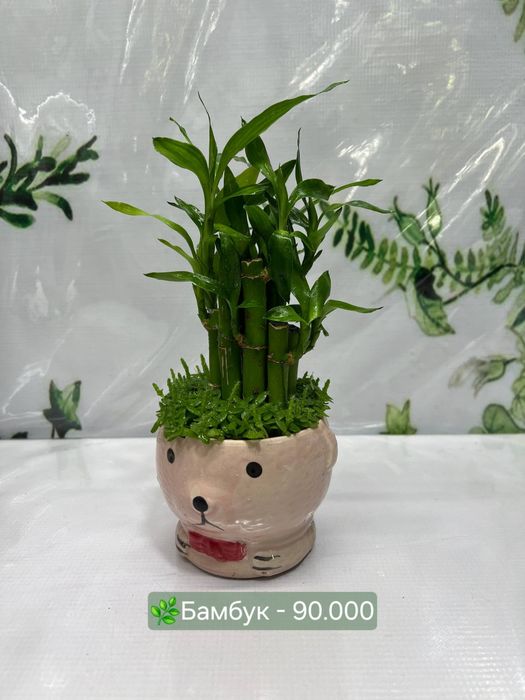 Комнатные цветы в продаже!
Нежная, красивая и станет прекрасным украше