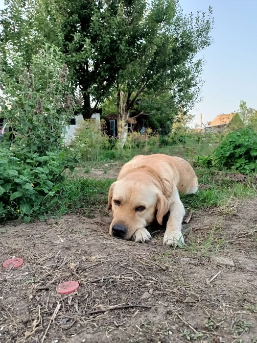 Домашние животные