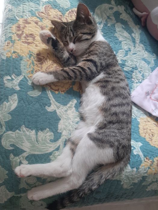 Oğil bola mushukcha Hayida