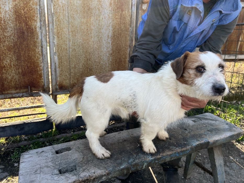 Продам ягдтерьер