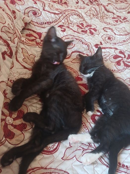 Отдам котят в добрые руки