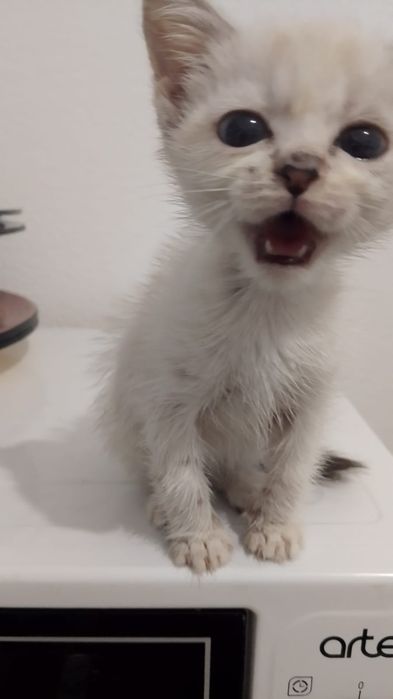отдаем котенка в добрые руки!