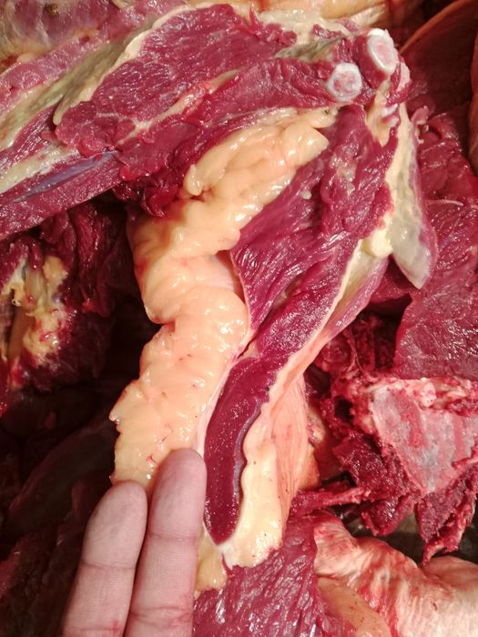 Мяса конины, доставка бесплатно .
