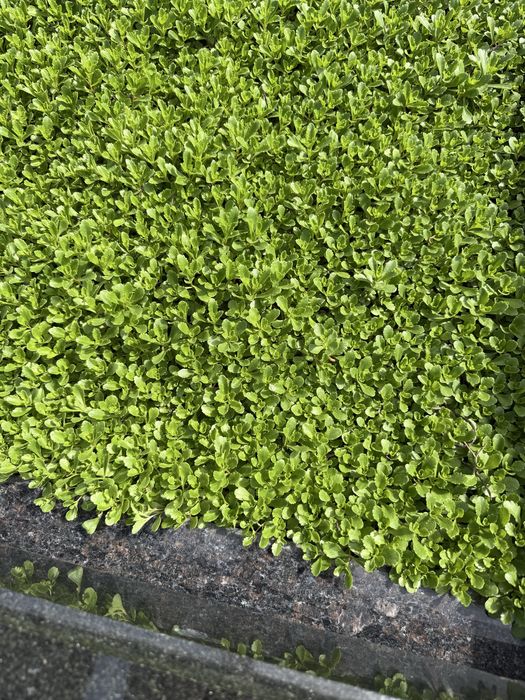 4 сотих йер маданият