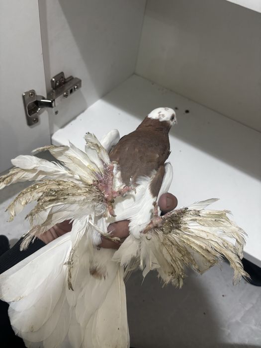 Голуби капкан самка самец