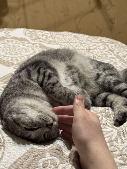 Кошка британская полосатая