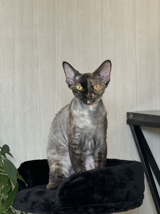 Котка,  devon rex