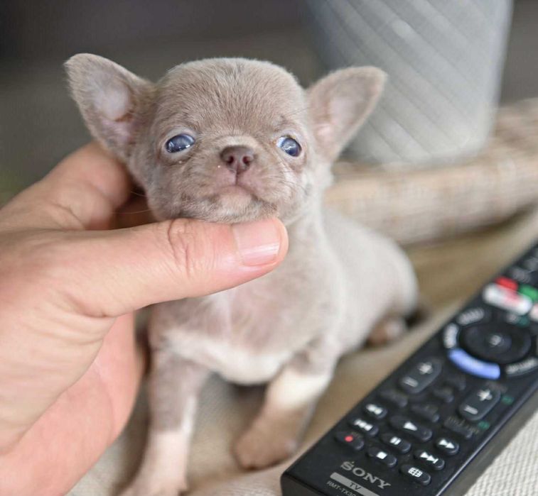 Женско миниатюрно чихуахуа лилаво