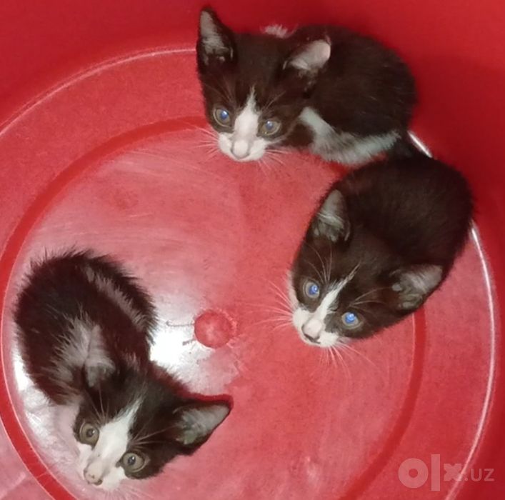 Котята два месяца