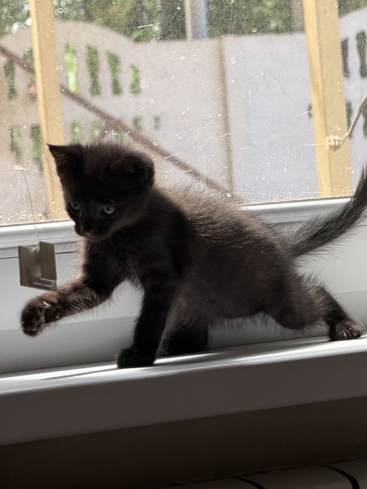 Ищет дом котёнок Уголёк!