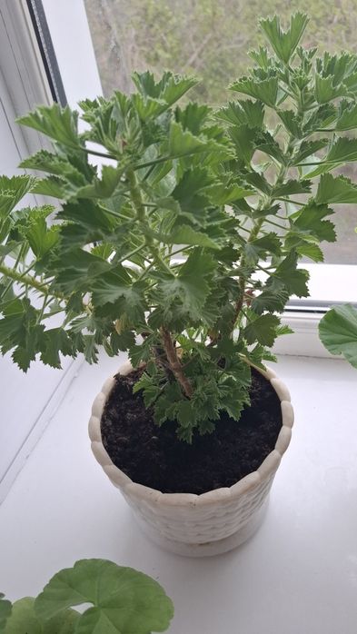 Королевская герань  1200 тг