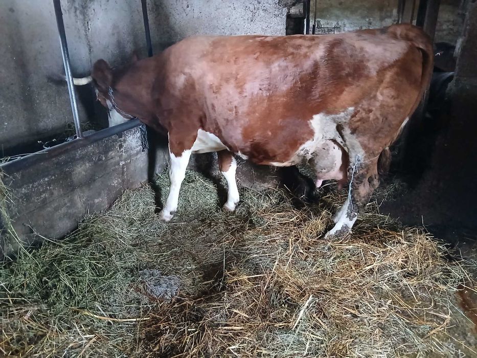 Vaci  de vanzare gestante si cu lape