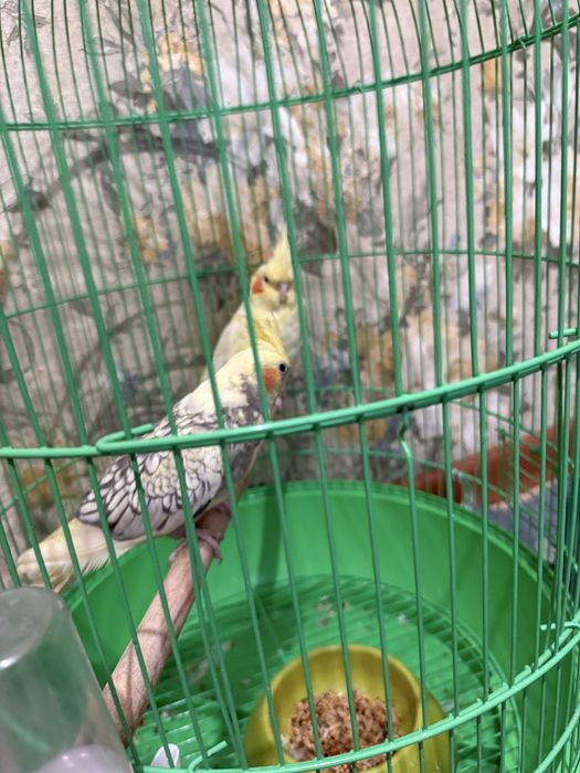 Папугай Кеша Маша