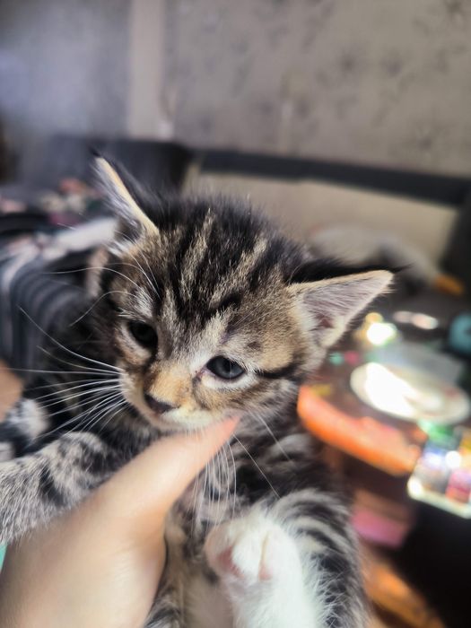 Продам шотландских котят