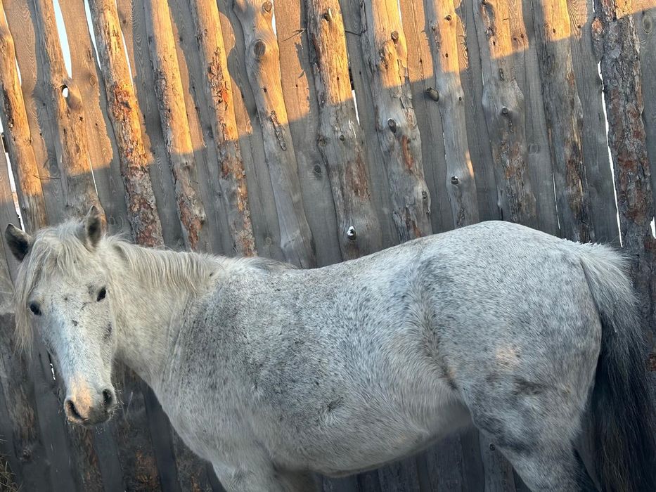 продам кобылу с откорма.