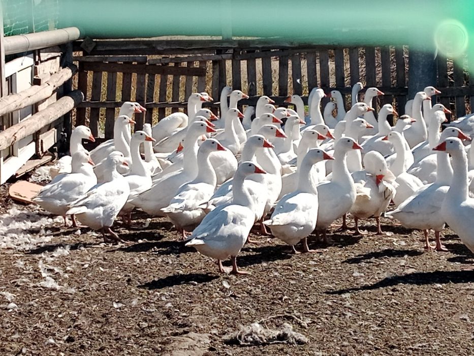 Қаз сатылады Линда пародасы 6айлық