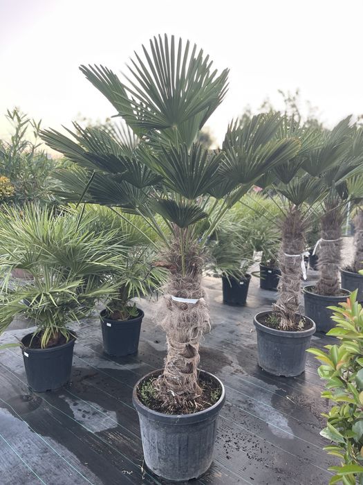 Palmier , Yucca , Maslin, Photinia Evonymus - Plante