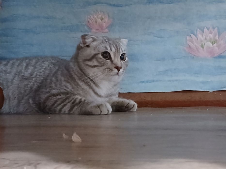 Отдаём вислаухового котика