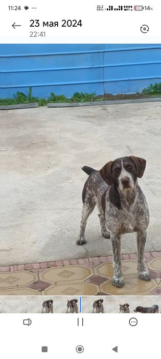 Дратхар ит жоғалды Дратхар