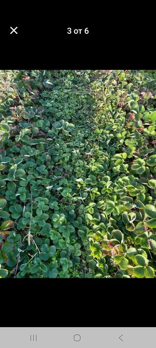 Продавам расад ягоди и малини