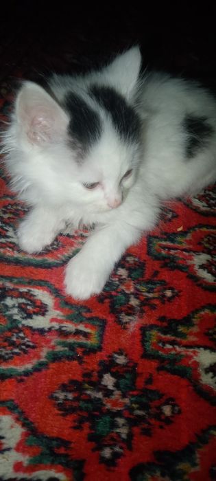 Котята 1.5месяца