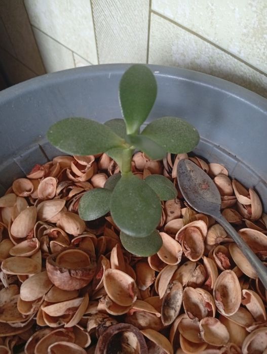 ,Молочай,кактусы,женское счастье