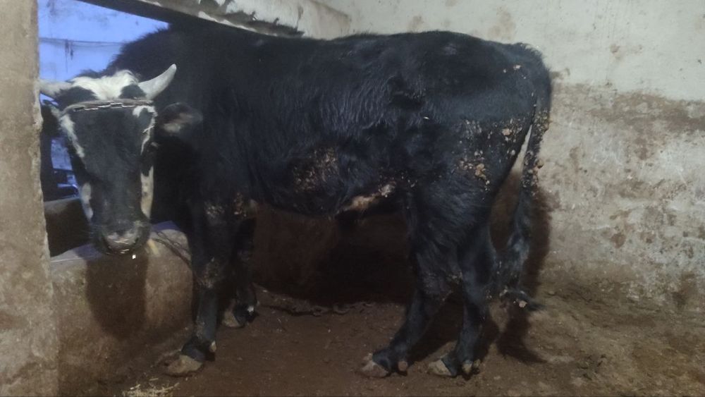 Ho'kiz 1.5yosh qarshi shahar