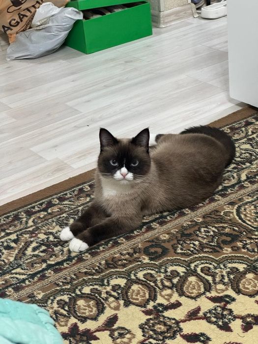 Отдадим кота в добрые руки