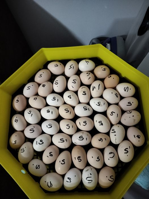 Vind oua astralop pentru incubare