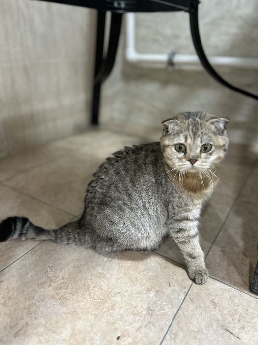 Продаются кошки.