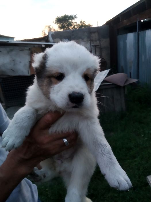 продаются щенки алабая